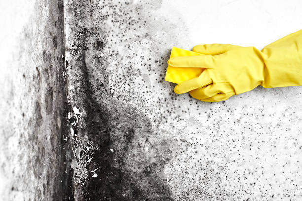 Best Localized Mold Remediation (e.g., coastal areas, humid climates) in Greenback, TN