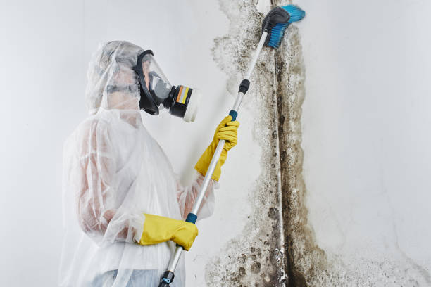 Best Post-Flood Mold Remediation in Greenback, TN